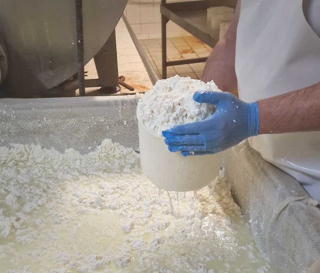 Etap produkcji sera Rokpol: Skrzep i serwatka
